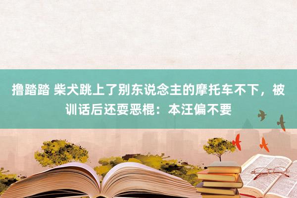 撸踏踏 柴犬跳上了别东说念主的摩托车不下，被训话后还耍恶棍：本汪偏不要